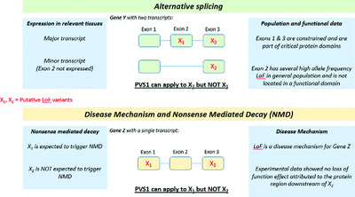 Recommendations for interpreting the loss of function PVS1 ACMG/AMP variant criterion Issue 11, 2018