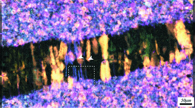 High-speed free-run ptychography at the Australian Synchrotron