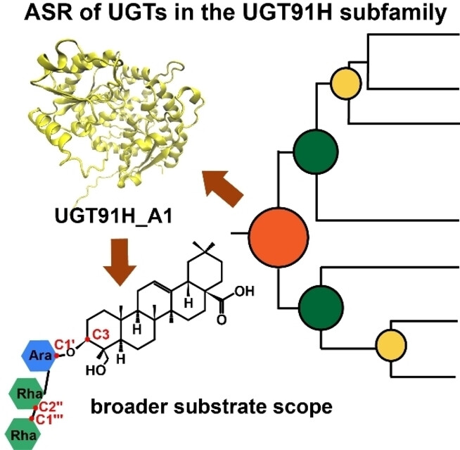 Engineering the Substrate Specificity of UDP-Glycosyltransferases for Synthesizing Triterpenoid Glycosides with a Linear Trisaccharide as Aided by Ancestral Sequence Reconstruction