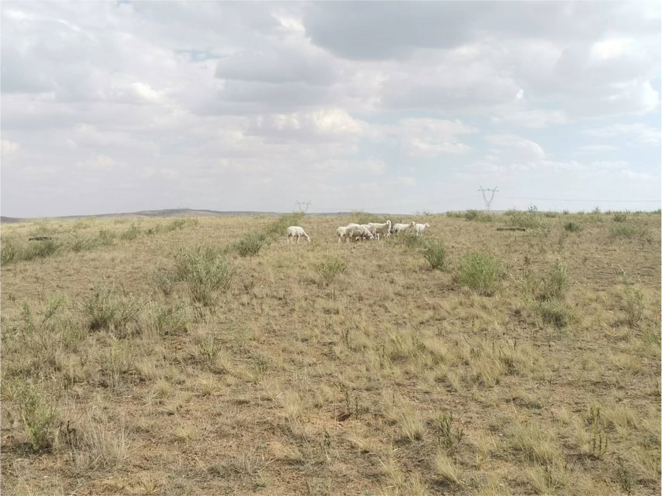 Effects of warming seasonal rotational grazing on plant communities' structure and diversity in desert steppe