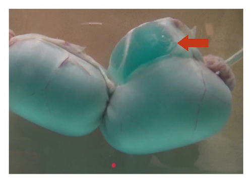 Details are in the caption following the image Details are in the caption following the image