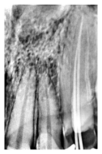 Details are in the caption following the image Details are in the caption following the image