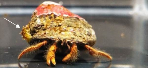 Details are in the caption following the image Details are in the caption following the image