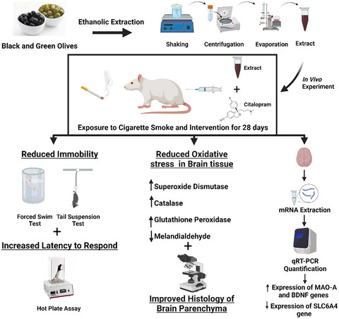 Neuroprotective effects of Olea europaea L. fruit extract against cigarette smoke-induced depressive-like behaviors in Sprague–Dawley rats