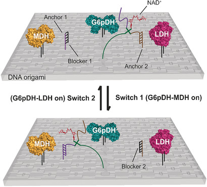 Directional Regulation of Enzyme Pathways through the Control of Substrate Channeling on a DNA Origami Scaffold