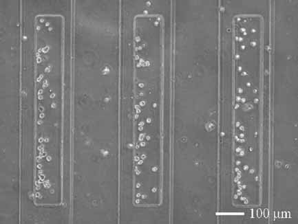 Cell Docking in Double Grooves in a Microfluidic Channel