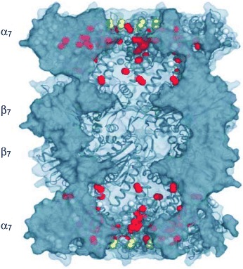 NMR-spektroskopische Messungen an einem Megadalton-Proteinkomplex