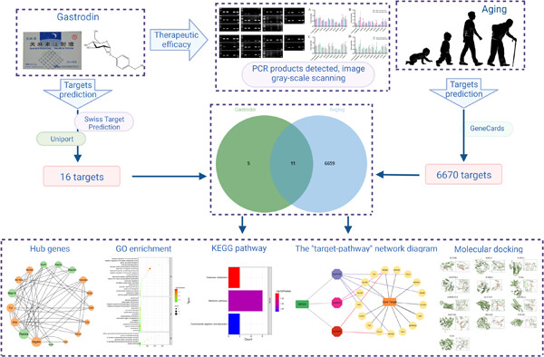 Effects of gastrodin on the expression of brain aging-related genes in SAM/P-8 mice based on network pharmacology