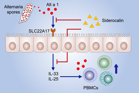 Interaction of Alt a 1 with SLC22A17 in the airway mucosa