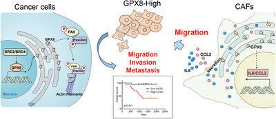 Glutathione peroxidase 8 expression on cancer cells and cancer-associated fibroblasts facilitates lung cancer metastasis