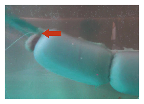 Details are in the caption following the image Details are in the caption following the image
