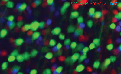 Expression of transcription factors divides retinal ganglion cells into distinct classes