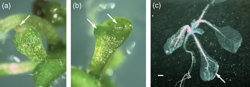 Details are in the caption following the image Details are in the caption following the image