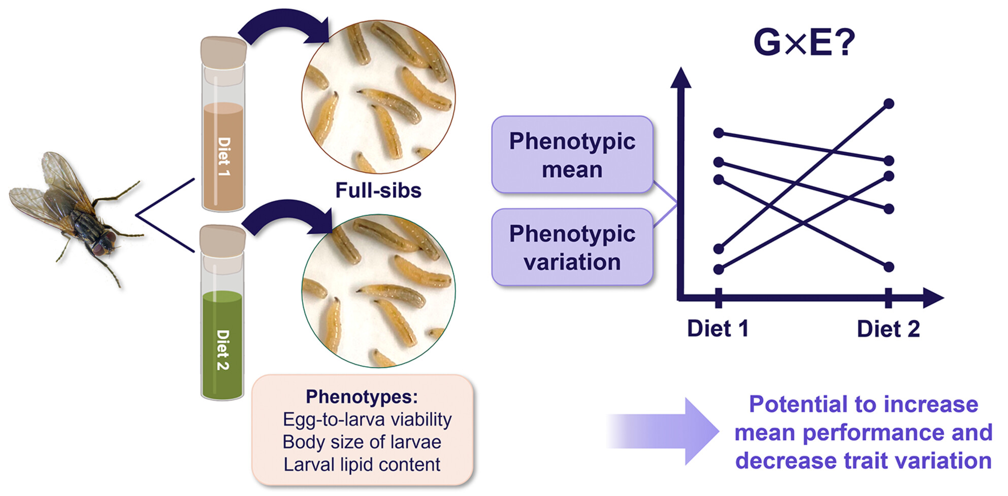 Genotype-by-environment interactions for mean performance and trait variation in house fly larvae reared on two diets