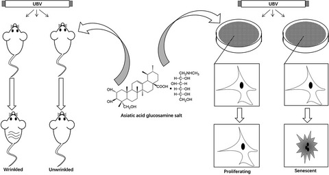 Asiatic Acid Glucosamine Salt Alleviates Ultraviolet B-induced Photoaging of Human Dermal Fibroblasts and Nude Mouse Skin