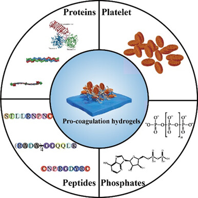 Bioactive Hydrogels with Pro-coagulation Effect for Hemostasis†