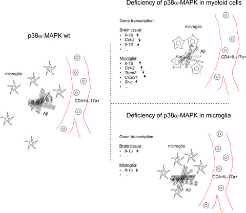 p38α-MAPK-deficient myeloid cells ameliorate symptoms and pathology of APP-transgenic Alzheimer's disease mice