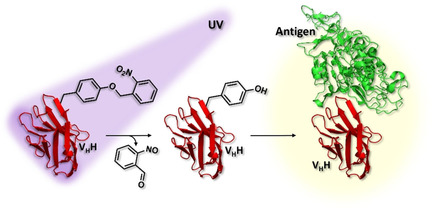 Photobodies: Light-Activatable Single-Domain Antibody Fragments