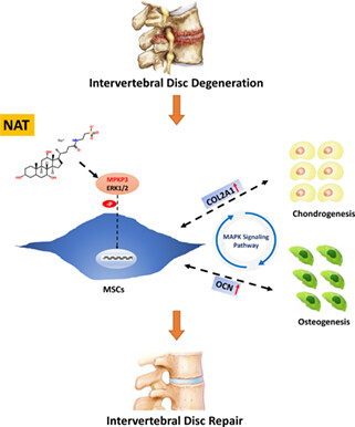 Discovery of Taurocholic Acid Sodium Hydrate as a Novel Repurposing Drug for Intervertebral Disc Degeneration by Targeting MAPK3