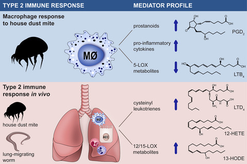 House dust mite drives proinflammatory eicosanoid reprogramming and macrophage effector functions