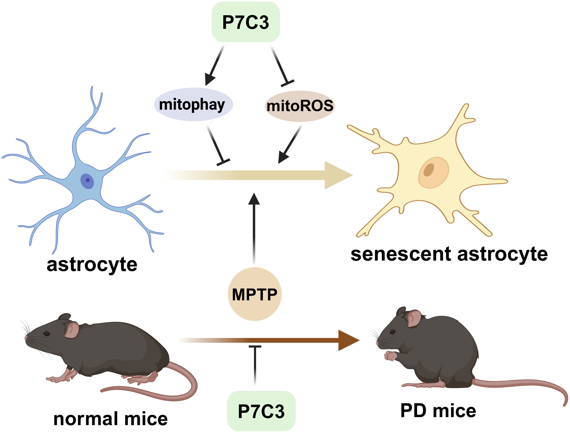 P7C3 suppresses astrocytic senescence to protect dopaminergic neurons: Implication in the mouse model of Parkinson’s disease