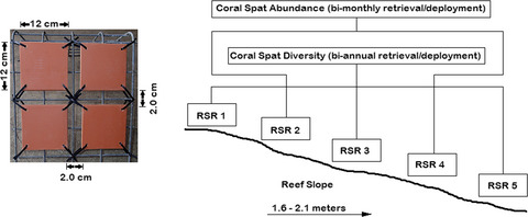 The effects of a stressed inshore urban reef on coral recruitment in Suva Harbour, Fiji