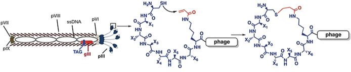 A Genetically Encoded, Phage-Displayed Cyclic-Peptide Library