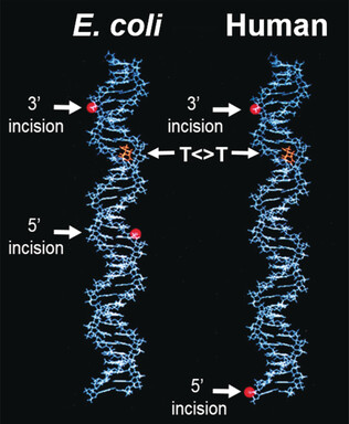 Mechanisms of DNA Repair by Photolyase and Excision Nuclease (Nobel Lecture)
