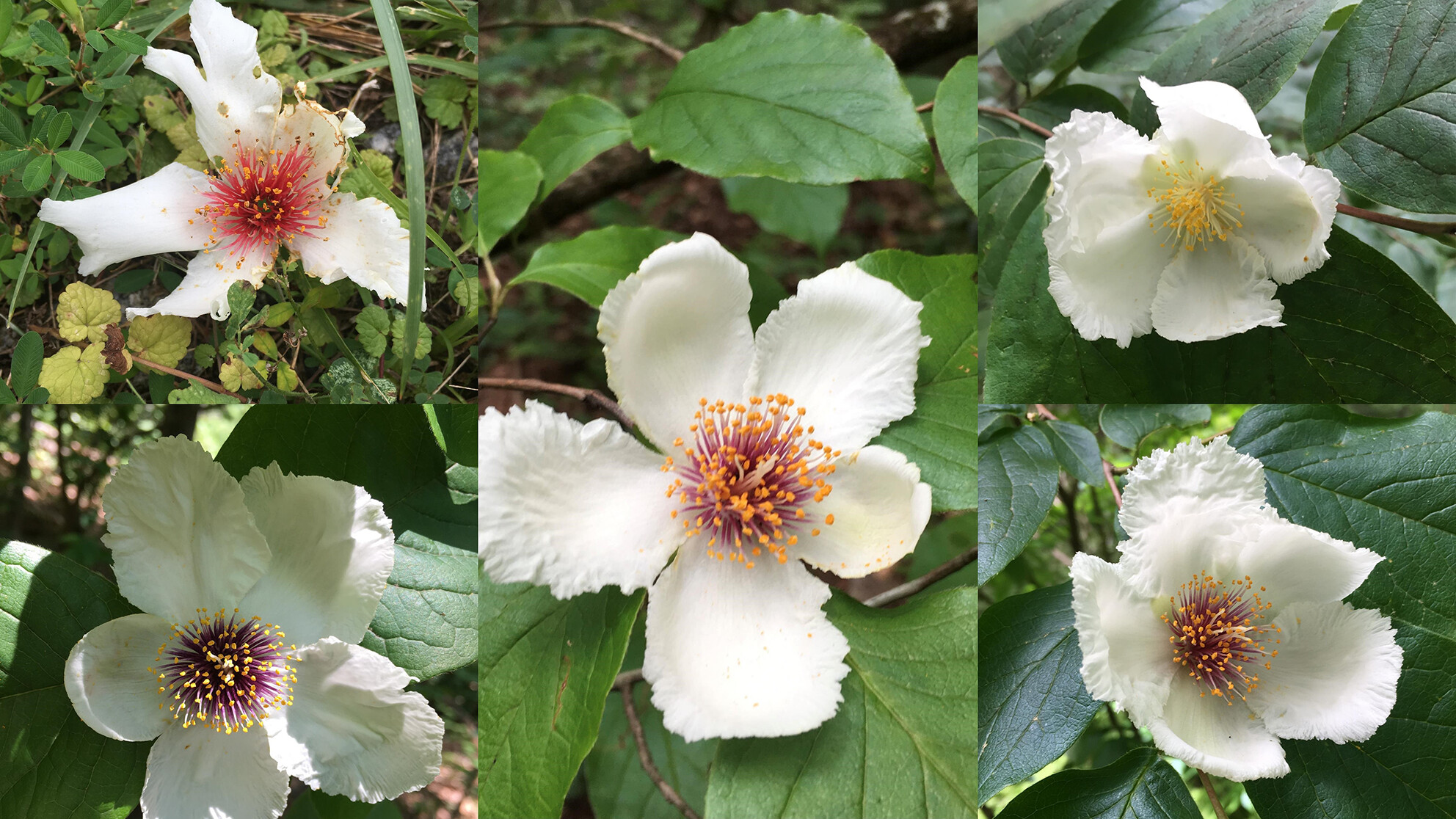 Genetic diversity and population structure of a rare flowering tree endemic to Appalachia, Stewartia ovata