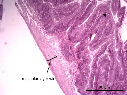 Details are in the caption following the image