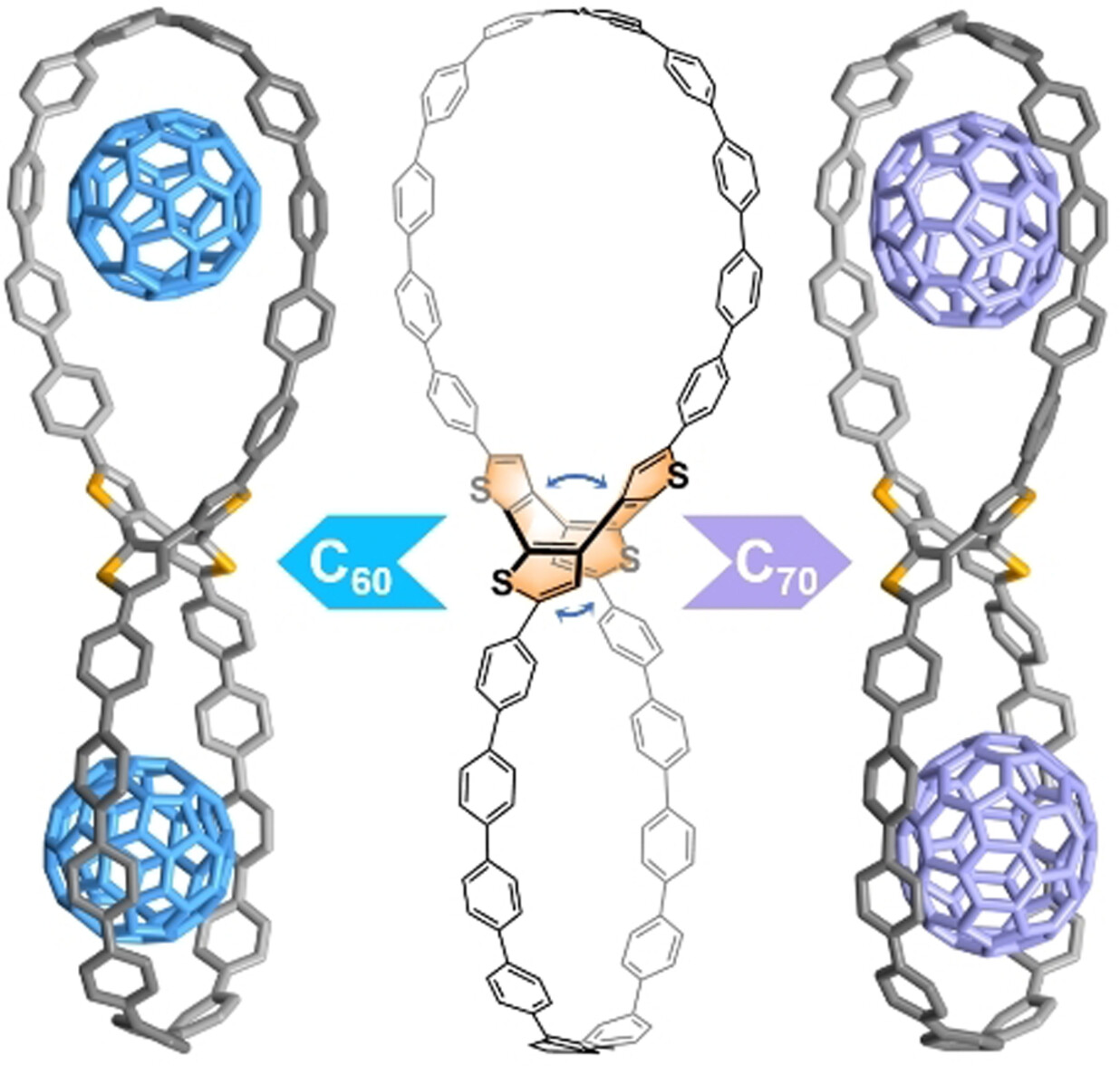 A Conjugated Figure-of-Eight Oligoparaphenylene Nanohoop with Adaptive Cavities Derived from Cyclooctatetrathiophene Core