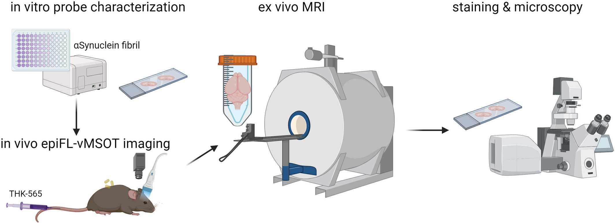 Visualizing alpha-synuclein and iron deposition in M83 mouse model of Parkinson's disease in vivo
