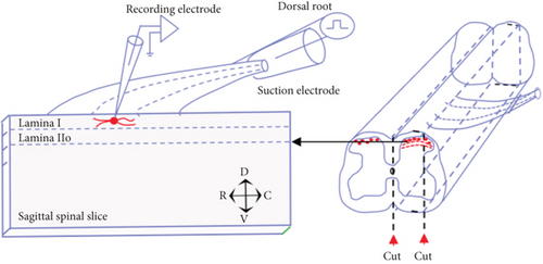Details are in the caption following the image Details are in the caption following the image