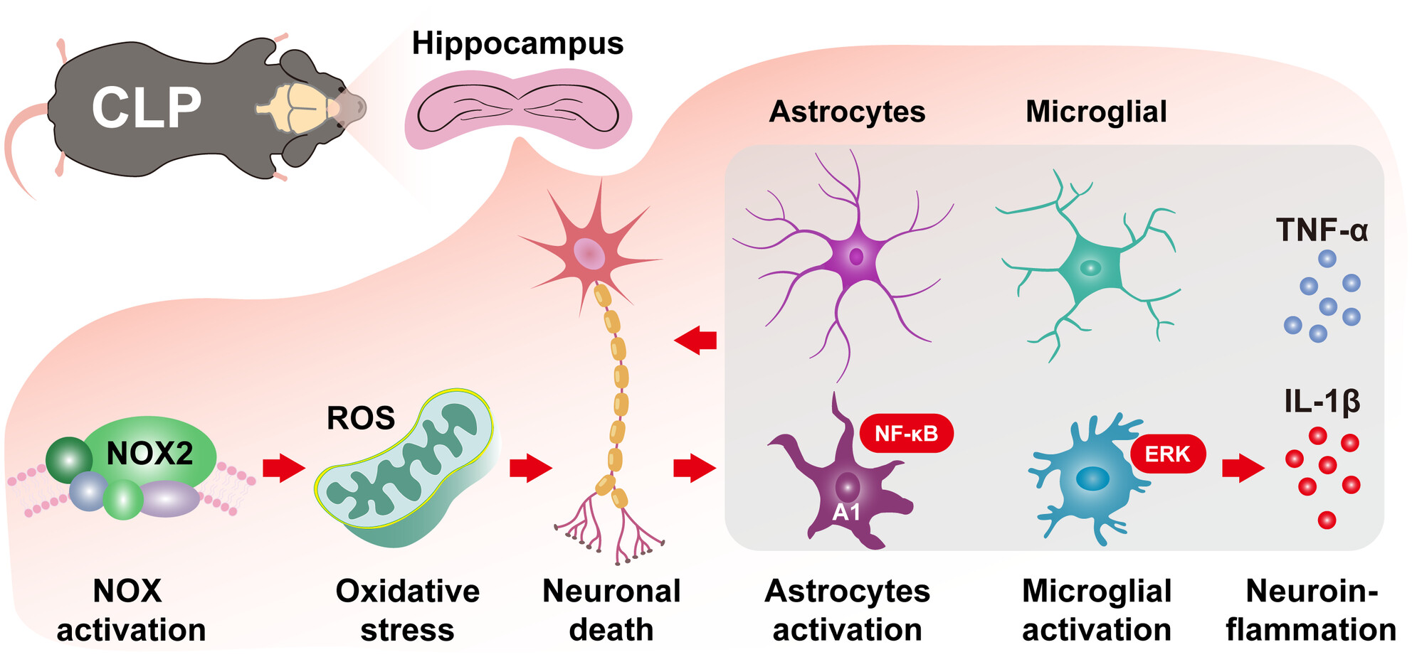 Orexin-A Attenuates the Inflammatory Response in Sepsis-Associated Encephalopathy by Modulating Oxidative Stress and Inhibiting the ERK/NF-κB Signaling Pathway in Microglia and Astrocytes