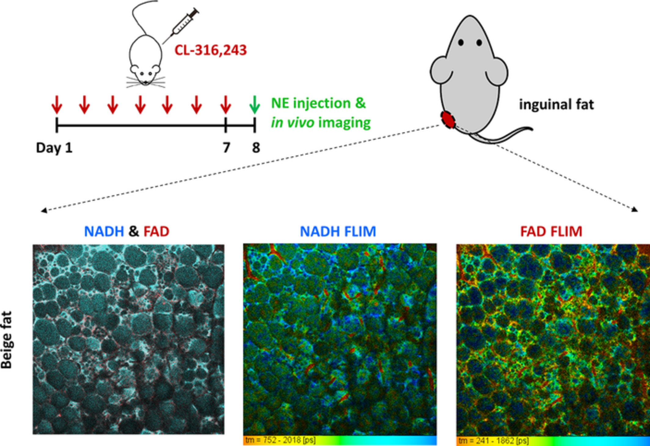 In vivo study of metabolic dynamics and heterogeneity in brown and beige fat by label-free multiphoton redox and fluorescence lifetime microscopy