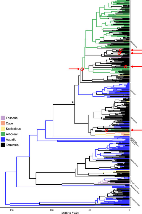 Macroevolution of arboreality in salamanders