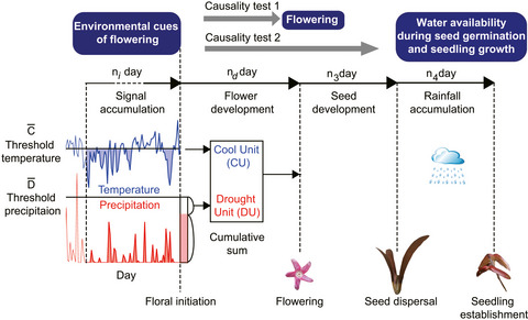 Testing the environmental prediction hypothesis for community-wide mass flowering in South-East Asia