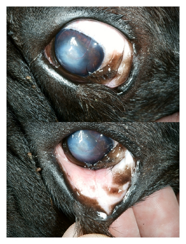 Details are in the caption following the image Details are in the caption following the image