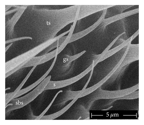Details are in the caption following the image