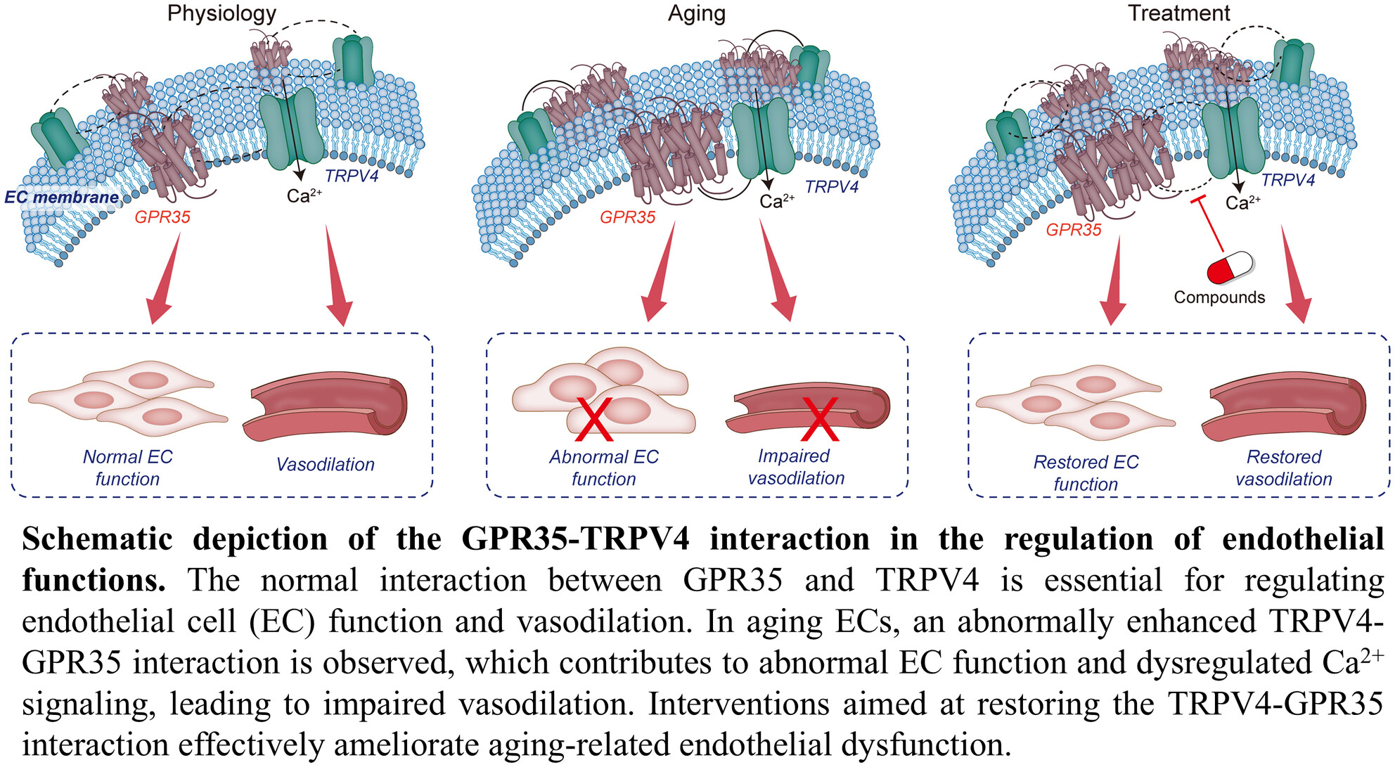Investigating the Role of TRPV4 and GPR35 Interaction in Endothelial Dysfunction in Aging Mice
