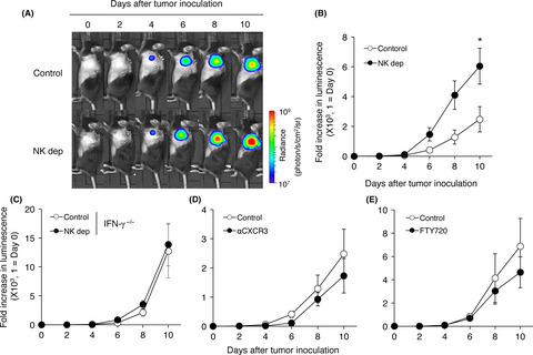 Lung-resident natural killer cells control pulmonary tumor growth in mice