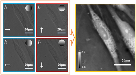 Isotropic differential phase contrast microscopy for quantitative phase bio-imaging