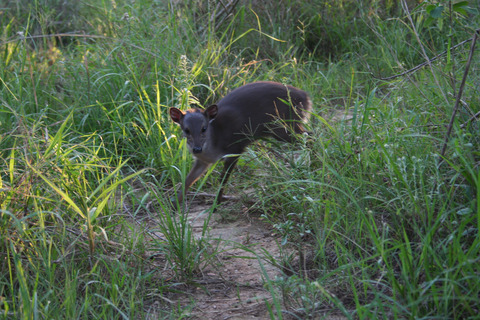 Differing patterns of plant spinescence affect blue duiker (Bovidae: Philantomba monticola) browsing behavior and intake rates