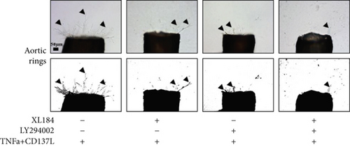 Details are in the caption following the image