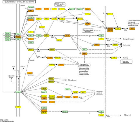 microRNA from brush biopsy to characterize oral squamous cell carcinoma epithelium