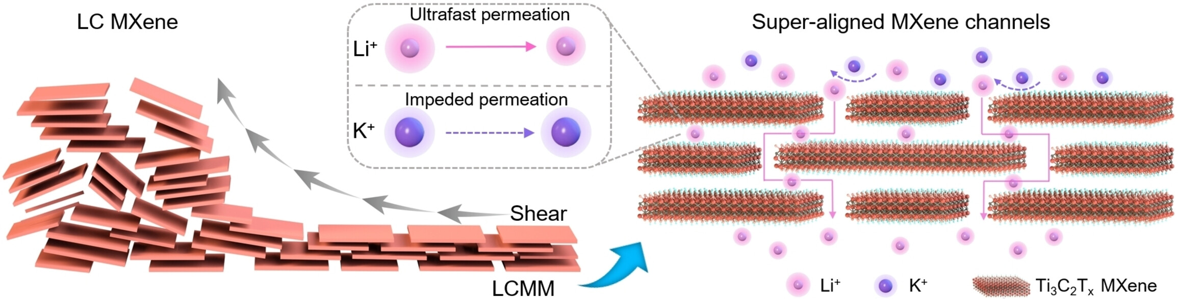 Lamellare MXene-Membranen für das Ionen-Sieben mit superausgerichteten Nanokanälen durch das Scheren flüssigkristalliner MXene-Suspensionen