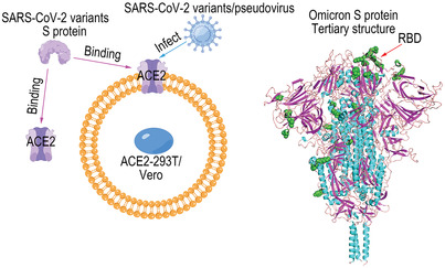 Characteristic analysis of Omicron-included SARS-CoV-2 variants of concern