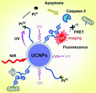 Near-Infrared Light-Mediated Photoactivation of a Platinum Antitumor Prodrug and Simultaneous Cellular Apoptosis Imaging by Upconversion-Luminescent Nanoparticles