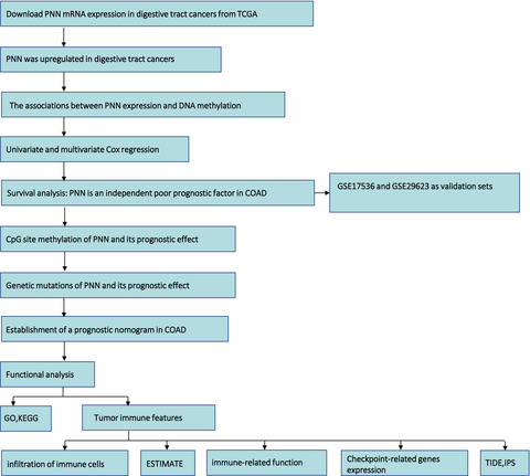 The prognostic effect of PNN in digestive tract cancers and its correlation with the tumor immune landscape in colon adenocarcinoma