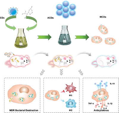Aggregated carbon dots-loaded macrophages treat sepsis by eliminating multidrug-resistant bacteria and attenuating inflammation